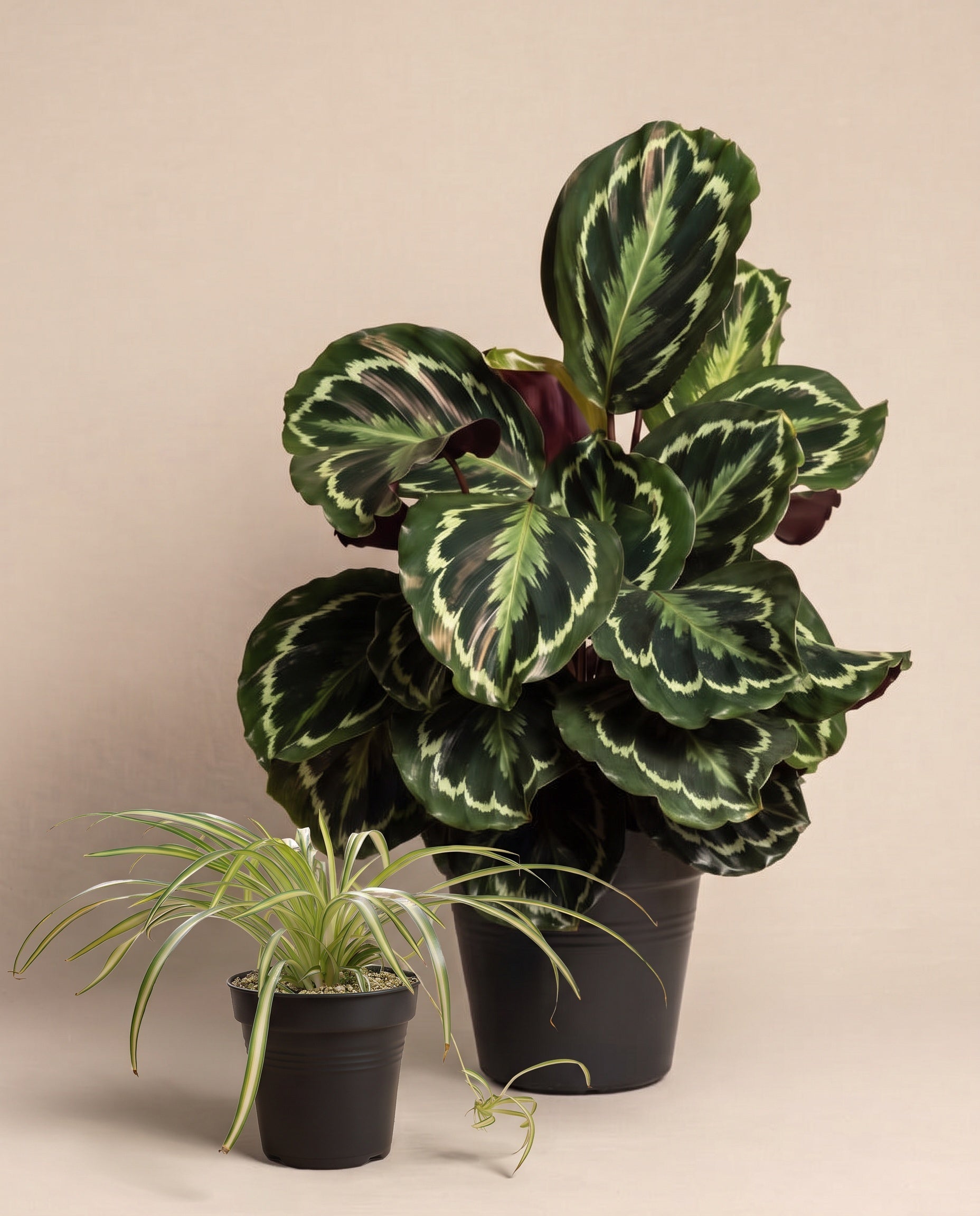 Das Kinderfreundliche Duo ohne Übertopf: eine große Calathea roseopicta und davor eine kleinere Grünlilie 'Atlantic' mit breiten cremeweißen Blattstreifen, beide in schwarzen Anzuchttöpfen vor beigem Hintergrund.