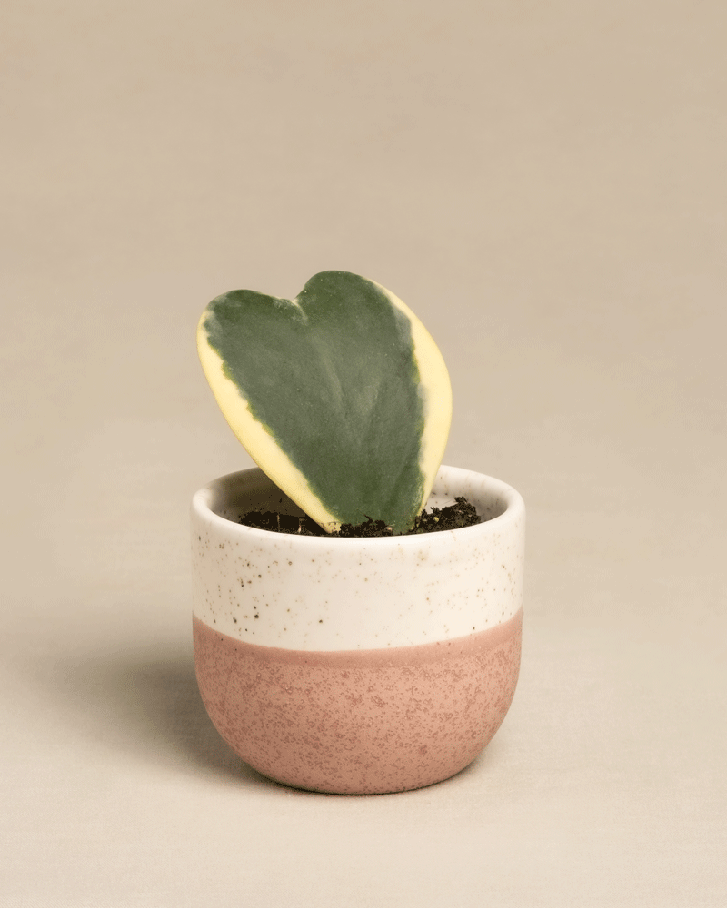 Eine Herzblatt-Pflanze mit panaschiertem Blatt und grüner und gelber Panaschierung befindet sich in einem kleinen, zweifarbigen Keramiktopf mit gesprenkelter weißer Oberseite und rosa Unterseite vor einem schlichten beigen Hintergrund.
