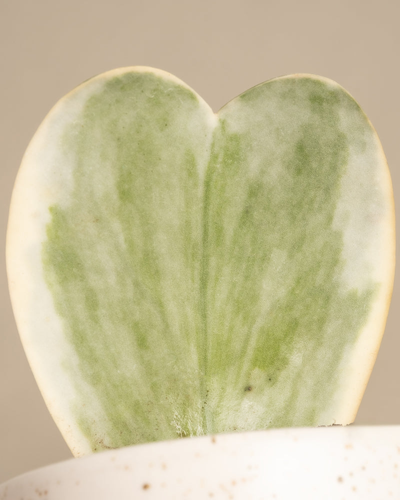 Nahaufnahme einer herzförmigen Herzblatt-Pflanze mit panaschiertem Blatt und hell- und dunkelgrüner Panaschierung. Sie steht in einem weißen Topf vor einem leicht verschwommenen neutralen Hintergrund.