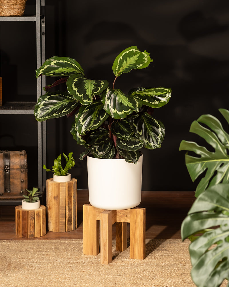 Eine leuchtende Calathea Roseopicta (Affiliate) in einem weißen Topf steht auf einem Holzständer, umgeben von Dekor und anderen Topfpflanzen auf einem Holzboden mit dunklem Hintergrund.
