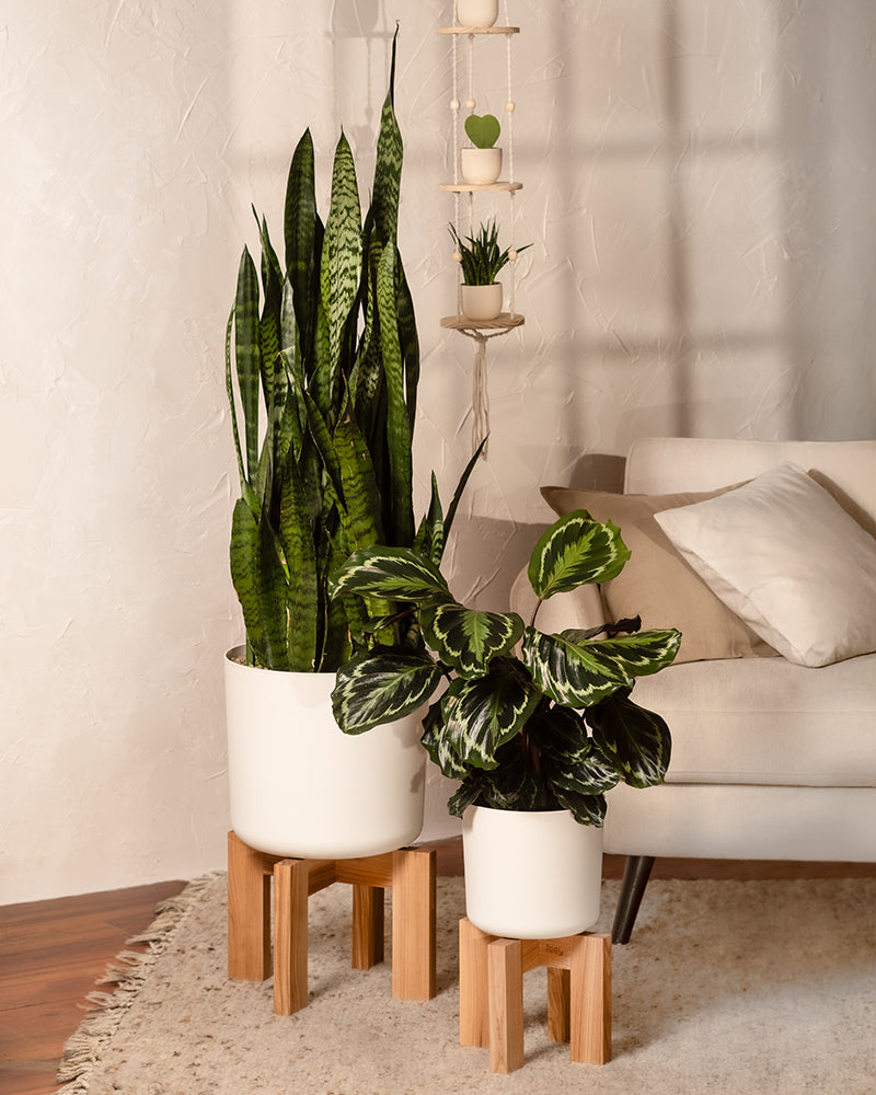 Eine Calathea Roseopicta (Affiliate) und eine weitere Topfpflanze stehen auf Holzständern neben einem beigen Sofa mit Kissen. Eine strukturierte helle Wand, ein Hängeregal mit Dekoration und eine kleine Pflanze verstärken die gemütliche Atmosphäre auf einem hellen Teppich.