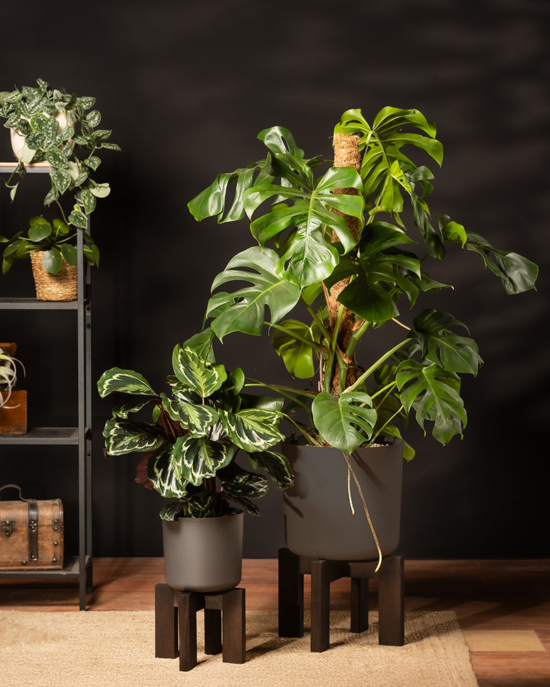Zwei belaubte Zimmerpflanzen in schwarzen Töpfen auf Holzständern stehen auf einem Teppich: eine hohe Monstera im Hintergrund und eine Calathea Roseopicta (Affiliate) im Vordergrund. Ein schwarzes Regal mit weiteren Pflanzen und Dekoration steht an der dunklen Wand.