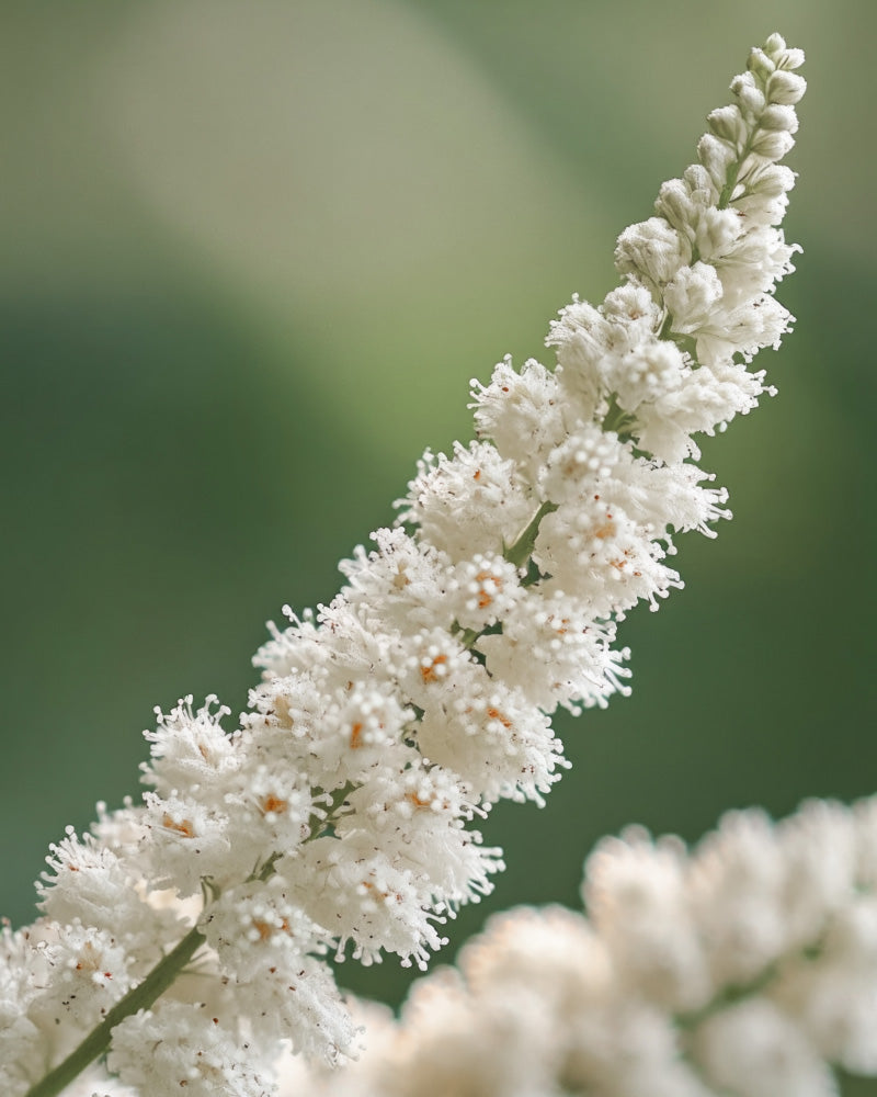 Eine Nahaufnahme des weißen, flauschigen Blütenstands der Astilbe (Weiß) vor einem sanften grünen Hintergrund. Sie zeigt zahlreiche kleine Blüten, die in einer strukturierten, sich verjüngenden Form zusammengedrängt sind.