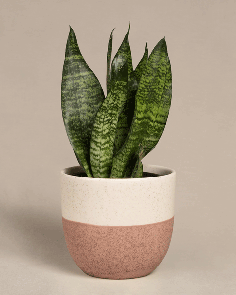 Eine Kleine Grüne Schwiegermutterzunge, eine Sansevieria trifasciata mit langen, grün gemusterten Blättern, ist in einem zweifarbigen Topf mit weißem Deckel und strukturiertem hellbraunem Boden gepflanzt. Der schlichte beige Hintergrund unterstreicht seine Schönheit.