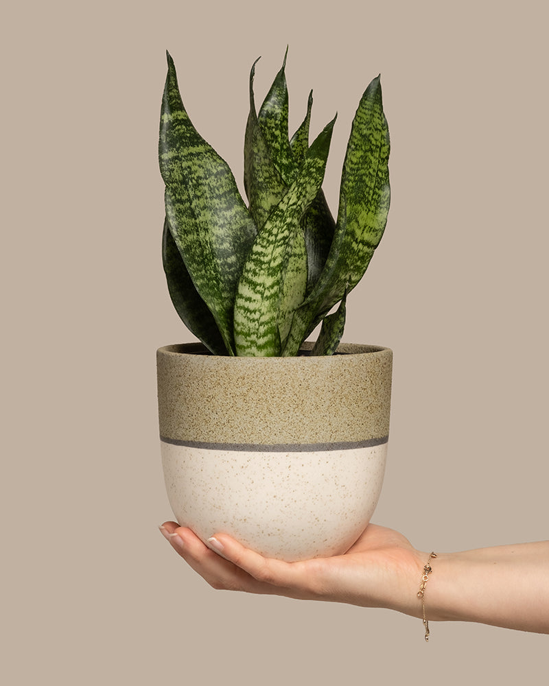 Eine Hand hält eine Kleine Grüne Schwiegermutterzunge (Sansevieria trifasciata) in einem zweifarbigen Keramiktopf, oben strukturiert beige und unten glatt cremefarben. Ein zierliches Armband ziert das Handgelenk vor einem schlichten hellbraunen Hintergrund.