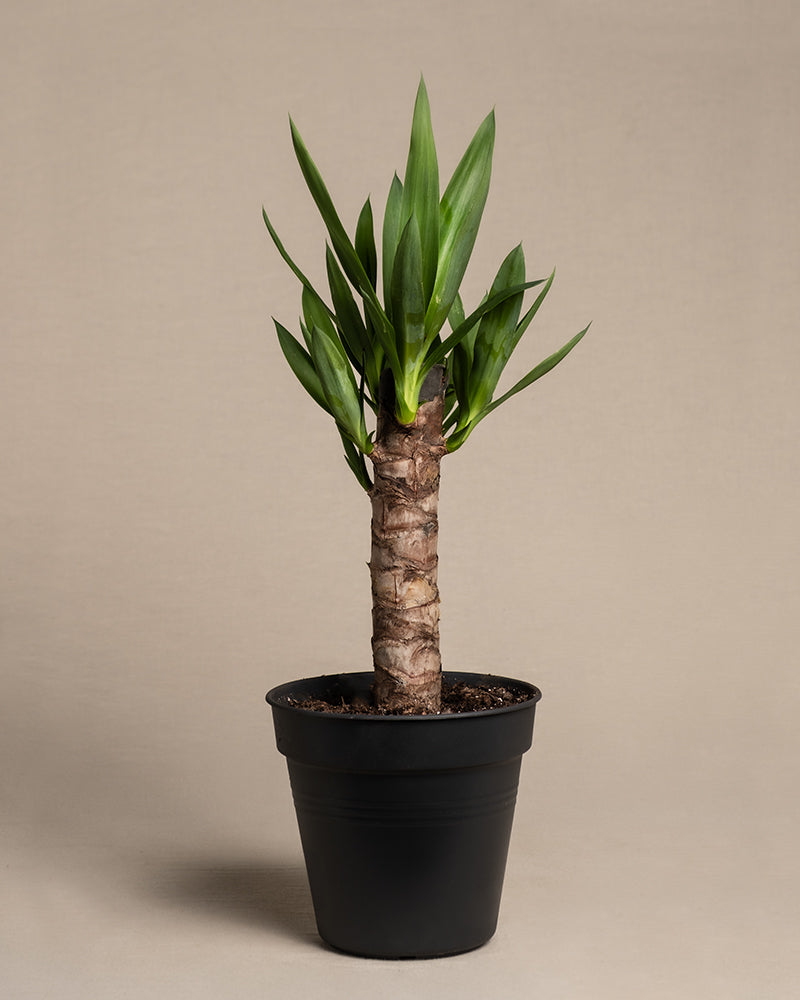 Kleine Yucca