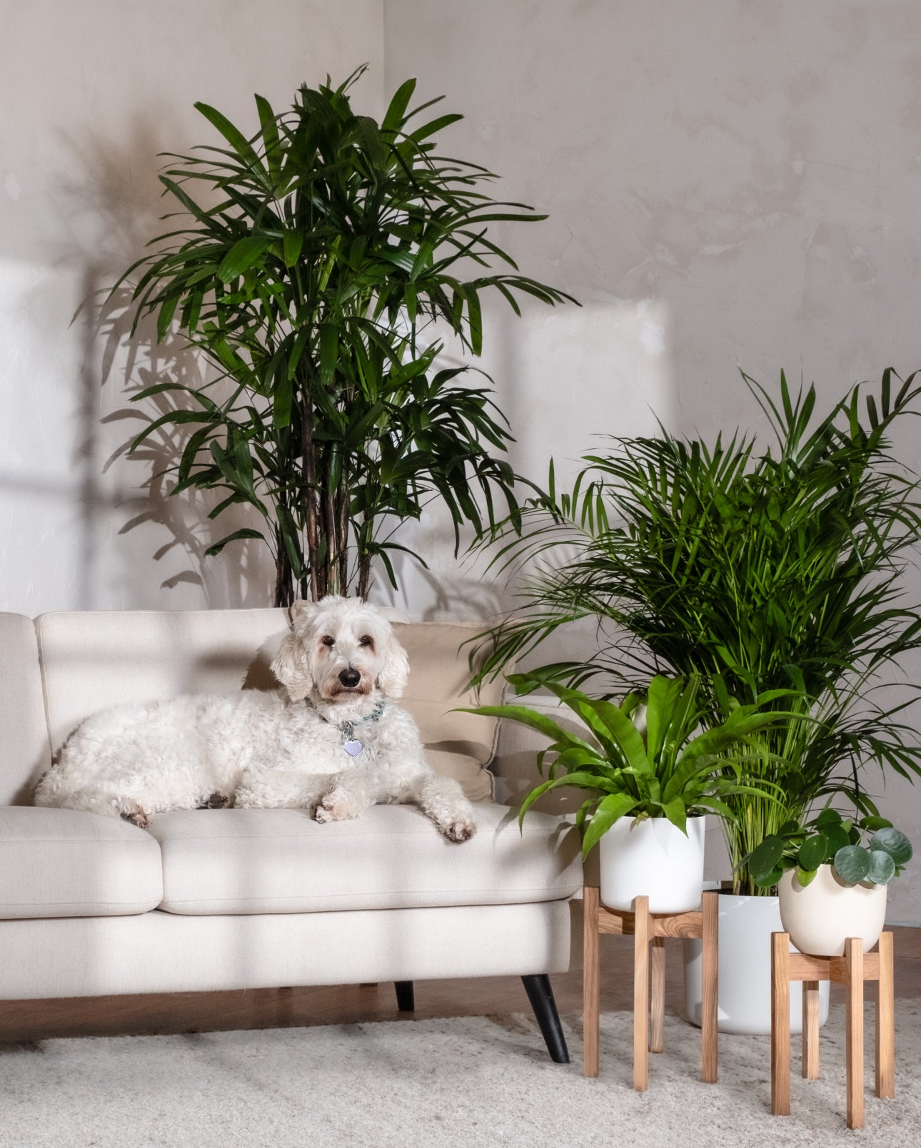 Ein weißer Hund ruht auf einem hellbeigen Sofa neben hohen Grünpflanzen, darunter eine üppige Ufopflanze, vor einer neutralen Wand. Zwei Topfpflanzen mit Holzständern stehen neben dem Sofa. Sonnenlicht erzeugt weiche Schatten und verleiht dem Raum Wärme.
