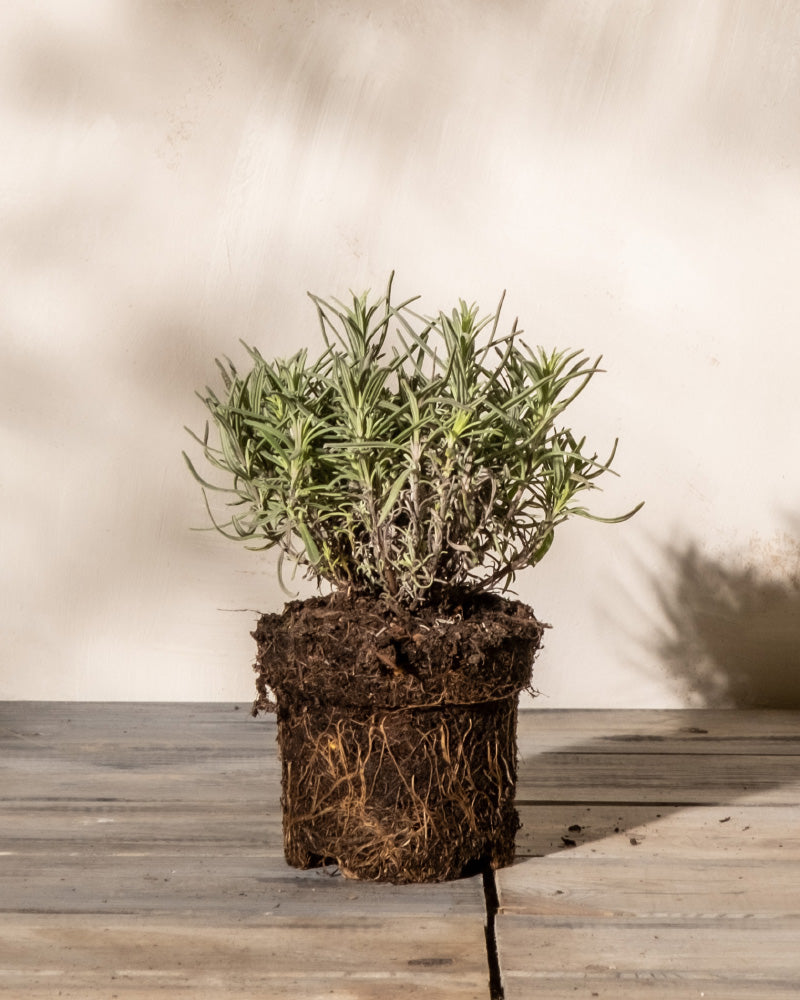 Lavendel 'Munstead' (Lavandula angustifolia) ohne Übertopf, bereit zum Eingraben im Garten.
