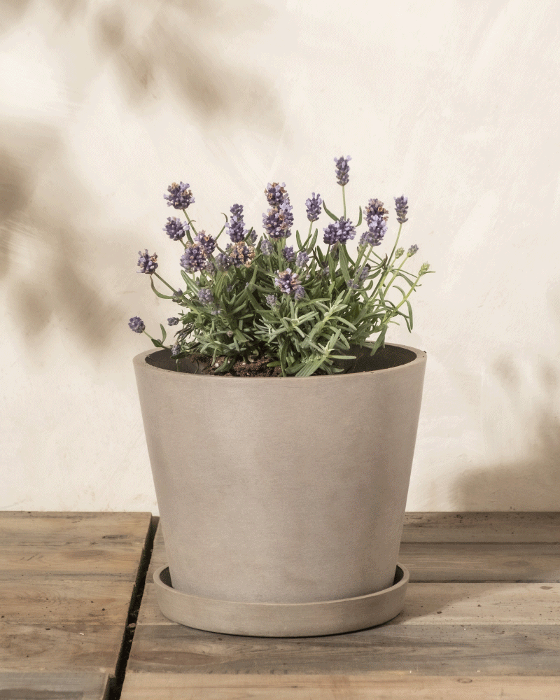 Ein kleiner Lavendel mit violetten Blüten blüht in einem schlichten grauen Topf auf Holz vor einer hellen Wand – ideal als Bienenlebensraum für Bestäuber.