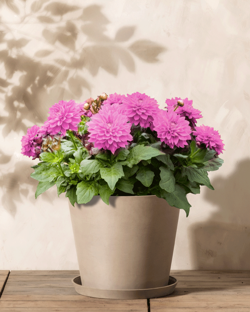 Ein beiger Topf mit Dahlien (rosa) mit üppigen grünen Blättern steht auf einer Holzoberfläche und wirft sanfte Schatten auf die cremefarbene Wand dahinter.