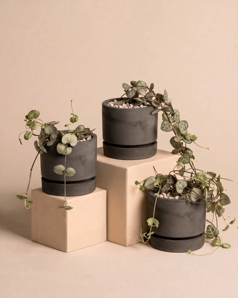 Die drei Baby Leuchterpflanzen in den Kael Beton-Töpfen (7 cm) in Graphit und Grau