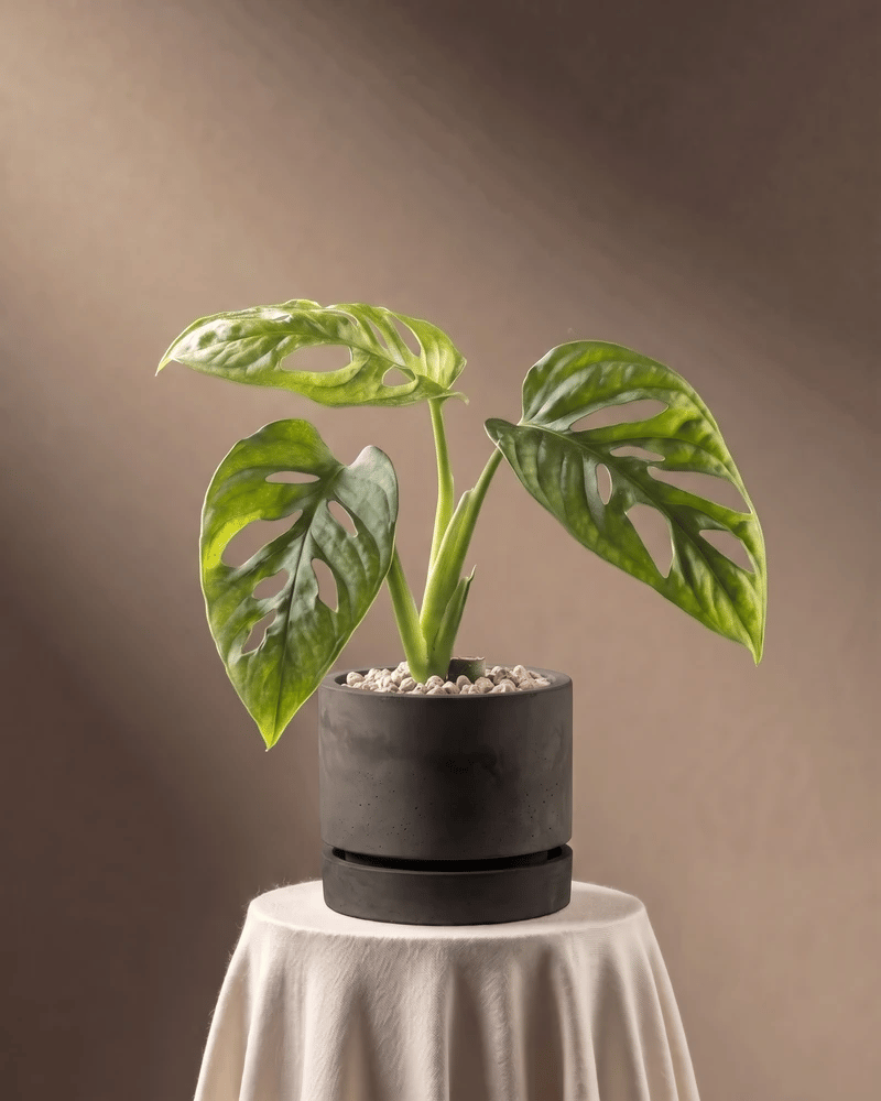 Monstera adansonii 'Mint' Babypflanze im Kael Beton-Topf (7 cm) in Graphit und Grau