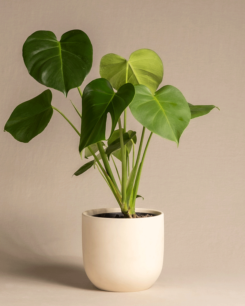 Eine Monstera im Topf mit großen, glänzenden, herzförmigen Blättern steht vor einem neutralen Hintergrund. Der schlichte, helle Topf betont das leuchtende Grün der Monstera und verleiht jedem Raum tropische Atmosphäre.