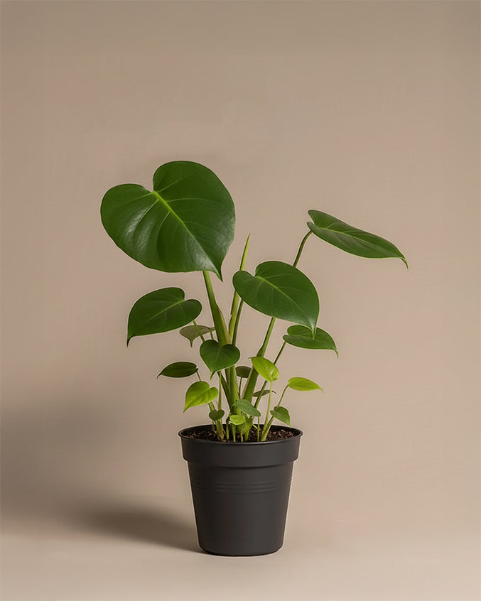 Monstera
