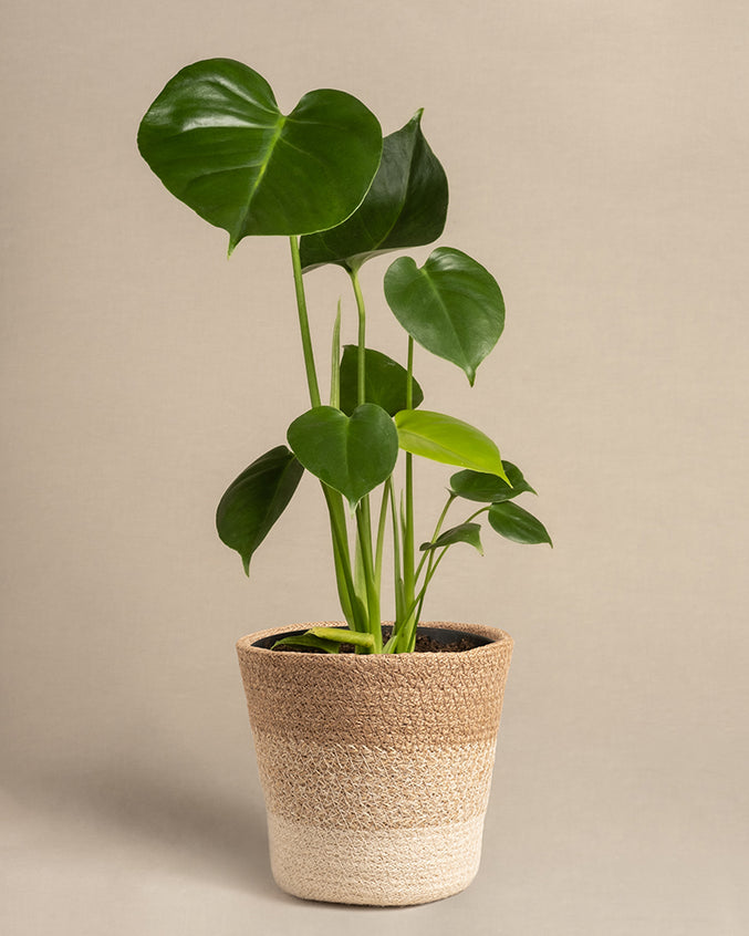 Eine Monstera mit großen, glänzenden, herzförmigen grünen Blättern sitzt in einem zweifarbigen geflochtenen Korb und zeigt eine natürliche Beige- und Braunpalette, die vor einem hellen Hintergrund tropische Stimmung ausstrahlt.