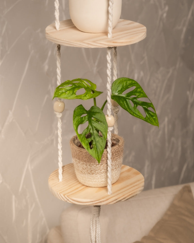 Eine Monstera adansonii 'Mint'-Babypflanze mit perforierten, panaschierten Blättern steht in einem geflochtenen Topf auf einem runden Holzregal, das mit Seilen und Perlen an einer strukturierten Wand hängt und so Stil und einfache Pflanzenpflege kombiniert.