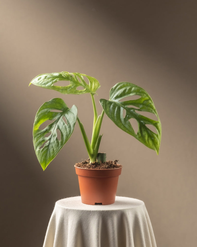 Eine Monstera adansonii „Mint“-Babypflanze mit großen, perforierten grünen Blättern liegt in einem kleinen braunen Topf auf einer weich drapierten weißen Oberfläche vor einem neutralen Hintergrund mit sanfter Beleuchtung, ideal für Pflanzenpflege-Enthusiasten.