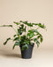 Eine leuchtende Monstera minima - feey mit gespaltenen Blättern sitzt in einem schwarzen Topf vor einem schlichten beigen Hintergrund.