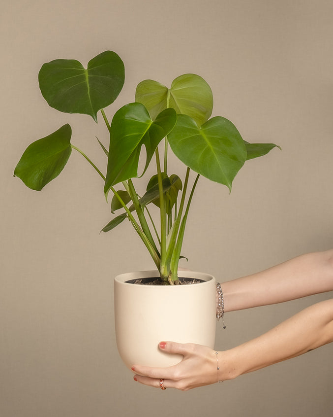 Eine Person mit Armbändern hält eine Monstera im Topf. Große, herzförmige Blätter verströmen tropische Stimmung vor einem schlichten beigen Hintergrund. Die üppige Pflanze ragt anmutig aus einem cremefarbenen Topf.