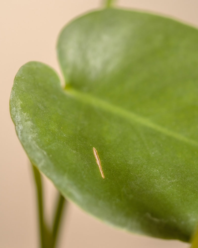Die Nahaufnahme eines Monstera-Blattes zeigt seinen grünen Farbton mit einem hellen Fleck in der Mitte vor einem hellbeigen Hintergrund. Die strukturierten Details und der leicht gewellte Rand sorgen für tropische Stimmung.