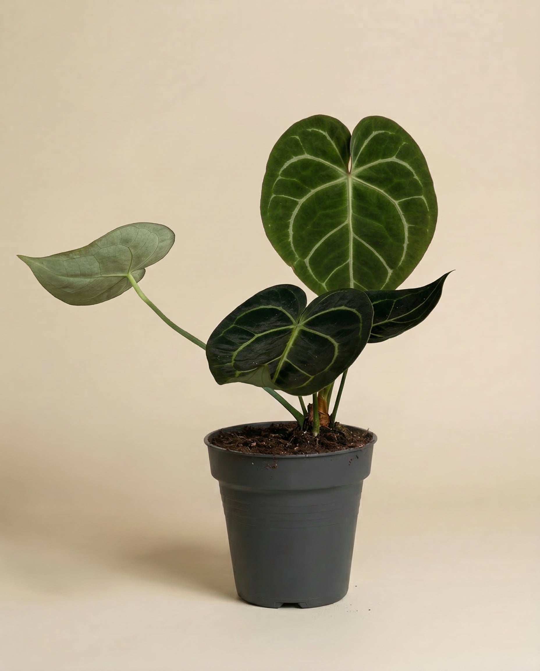 Die Anthurium clarinervium mit ihren großen dunkelgrünen, herzförmigen Blättern und den auffälligen weißen Adern steht in einem einfachen schwarzen Topf auf einem schlichten beigen Hintergrund.