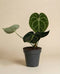 Die Anthurium clarinervium mit ihren großen dunkelgrünen, herzförmigen Blättern und den auffälligen weißen Adern steht in einem einfachen schwarzen Topf auf einem schlichten beigen Hintergrund.