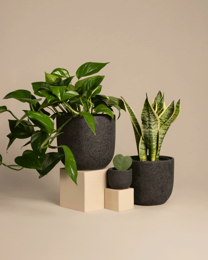Das Starter-Set besteht aus zwei schwarzen Töpfen mit einem Zimmerpflanzen-Duo: einer Efeutute und einer Schwiegermutterzunge auf einem beigen geometrischen Ständer, begleitet von einem kleineren Topf mit einem herzförmigen Blatt, alles vor einem weichen, neutralen Hintergrund.