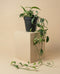 Eine Epipremnum pinnatum variegata - feey, mit langen, grün-weiß panaschierten Blättern, wird in einem einfachen schwarzen Topf vor einem beigen Hintergrund gezeigt.