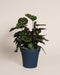 Eine Kleine Calathea makoyana - feey, auch als Pfauen-Korbmarante bekannt, präsentiert sich mit gemusterten grünen Blättern als stilvolle Zimmerpflanze im dunklen Topf vor hellem Hintergrund.