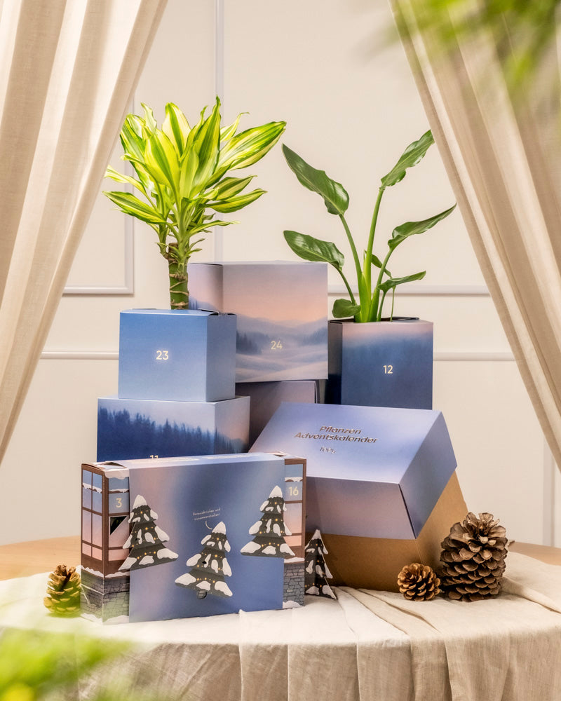 Eine Auslage des Pflanzen-Adventskalenders mit blauen und beigen Schachteln, auf denen Zahlen und Winterszenen abgebildet sind, arrangiert zwischen Blumentöpfen, echten Pflanzen und Tannenzapfen auf einem mit Stoff bedeckten Tisch, der von beigen Vorhängen eingerahmt ist.