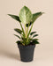 Ein Philodendron Birkin 'White Measure' mit einem großen, hell gestreiften Blatt über dunkelgrünen Blättern steht in einem dunklen Kulturtopf vor einem schlichten beigen Hintergrund.