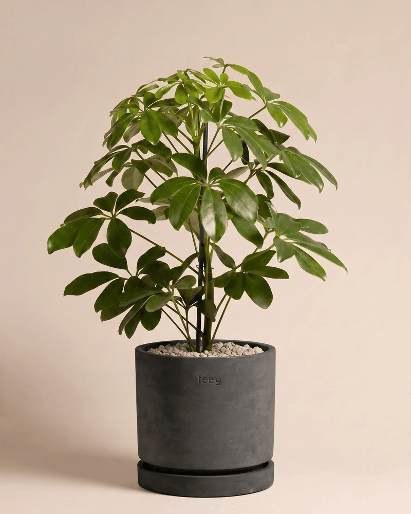 Schefflera in den Kael Beton-Töpfen in Graphit und Grau vor beigem Hintergrund