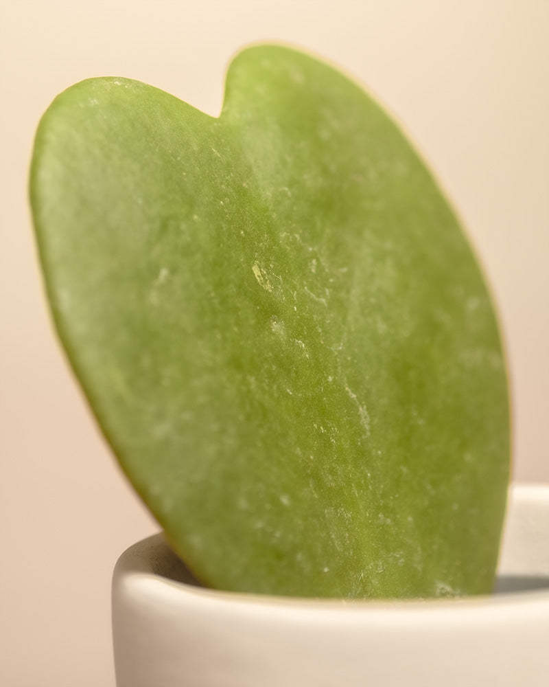 Die Nahaufnahme eines herzförmigen Hoya-kerrii-Blattes steht aufrecht in einem kleinen weißen Topf vor neutralem Hintergrund. Dieses bezaubernde Starter-Set verleiht mit seiner einzigartigen Form und sanften Präsenz Leben und Eleganz.