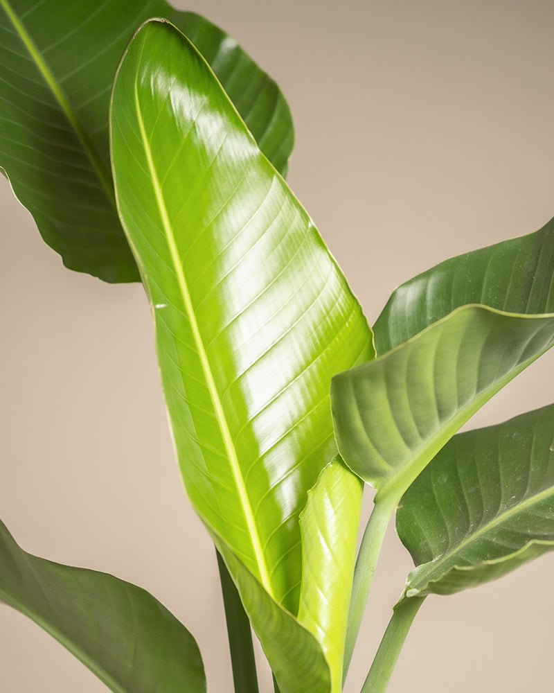 Eine Nahaufnahme einer Strelitzie XL, auch bekannt als Weißer Paradiesvogel, mit leuchtenden, glänzend grünen Blättern vor einem neutralen beigen Hintergrund. Die Blätter sind groß, glatt und haben eine deutliche Mittelader. Die Beleuchtung hebt die Textur und den Glanz dieses atemberaubenden Strelitzie XL-Blattes hervor.