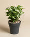 Eine Syngonium 'Pixie' - Fee mit pfeilförmigen grünen Blättern in einem dunkelgrauen Topf, der vor einem einfarbig beigen Hintergrund steht.
