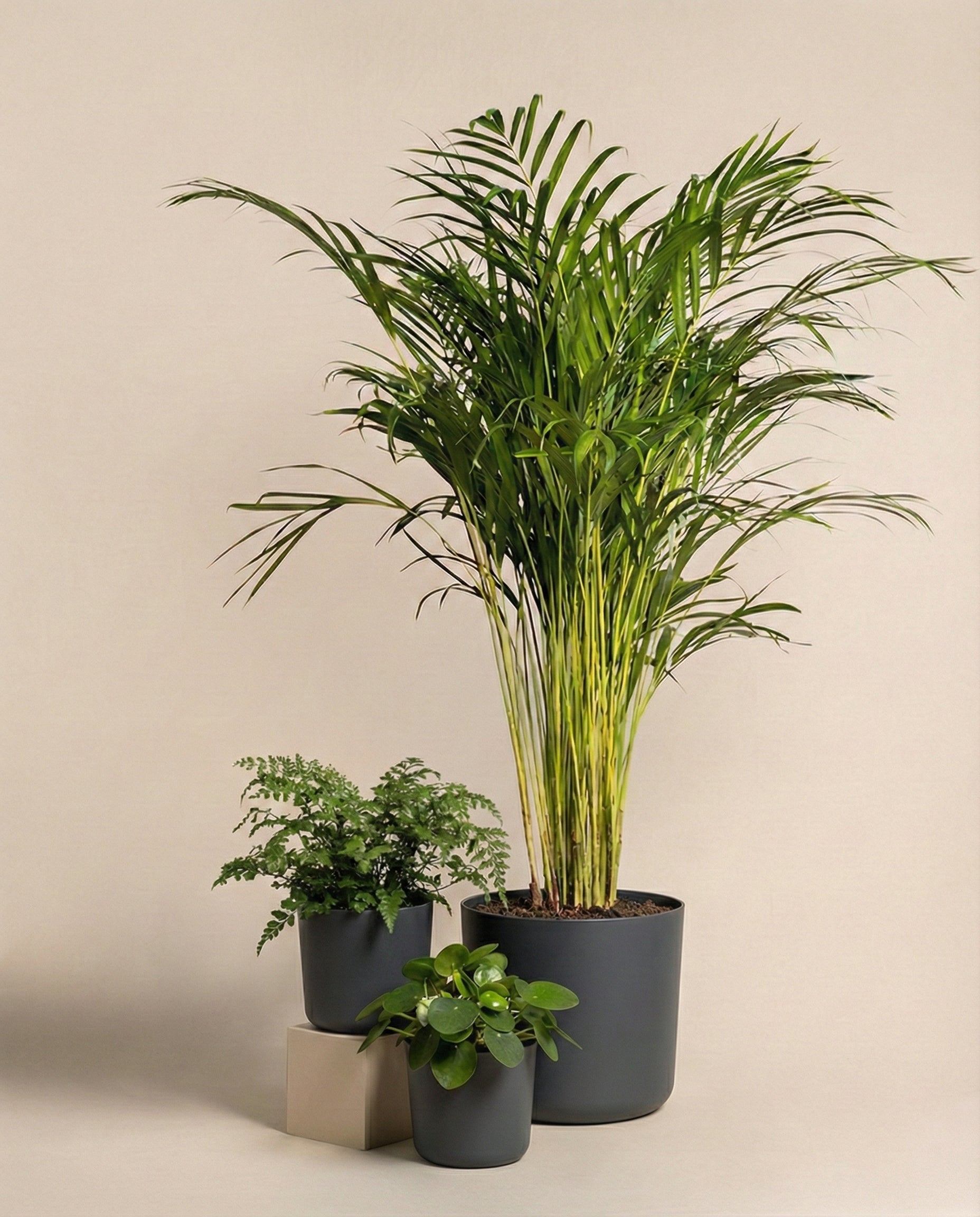Das Tierfreundliche Pflanzen-Set enthält eine große Palme im grauen Topf sowie zwei kleinere, haustierfreundliche Blattpflanzen in passenden Töpfen vor beiger Kulisse.
