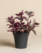 Die Tradescantia zebrina - feey präsentiert ihre leuchtend violett und grün gestreiften Blätter in einem eleganten dunkelgrauen Topf, der vor einem einfarbig beigen Hintergrund für eine auffällige Präsentation sorgt.