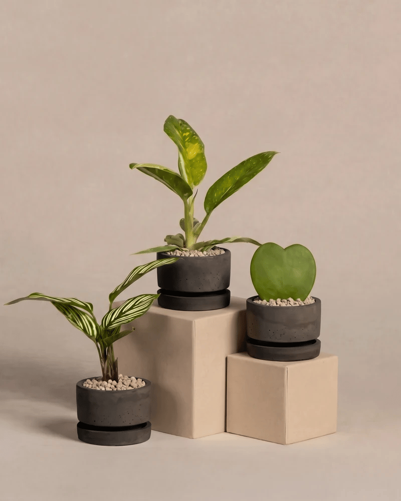 Die drei Überraschungs-Babypflanzen in den Kael Beton-Töpfen (7 cm) in Graphit und Grau