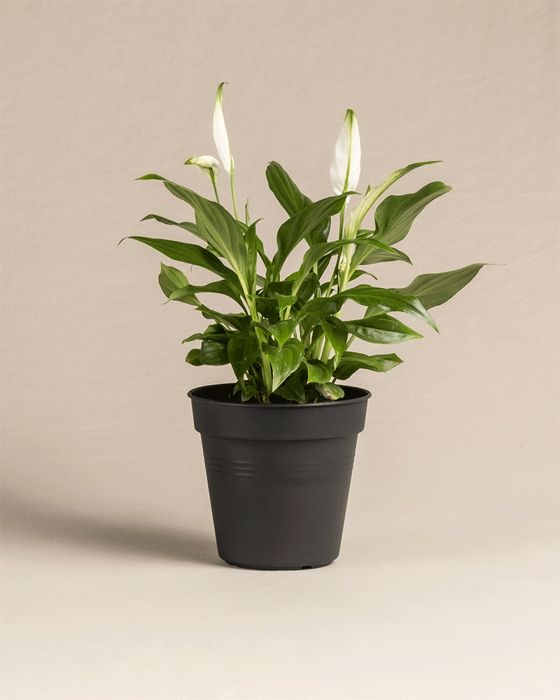 Die Überraschungspflanze, eine grüne Friedenslilie mit glänzenden Blättern und weißen Blüten, steht in einem schwarzen Topf vor einem neutralen Hintergrund und ist somit perfekt für jeden besonderen Anlass.