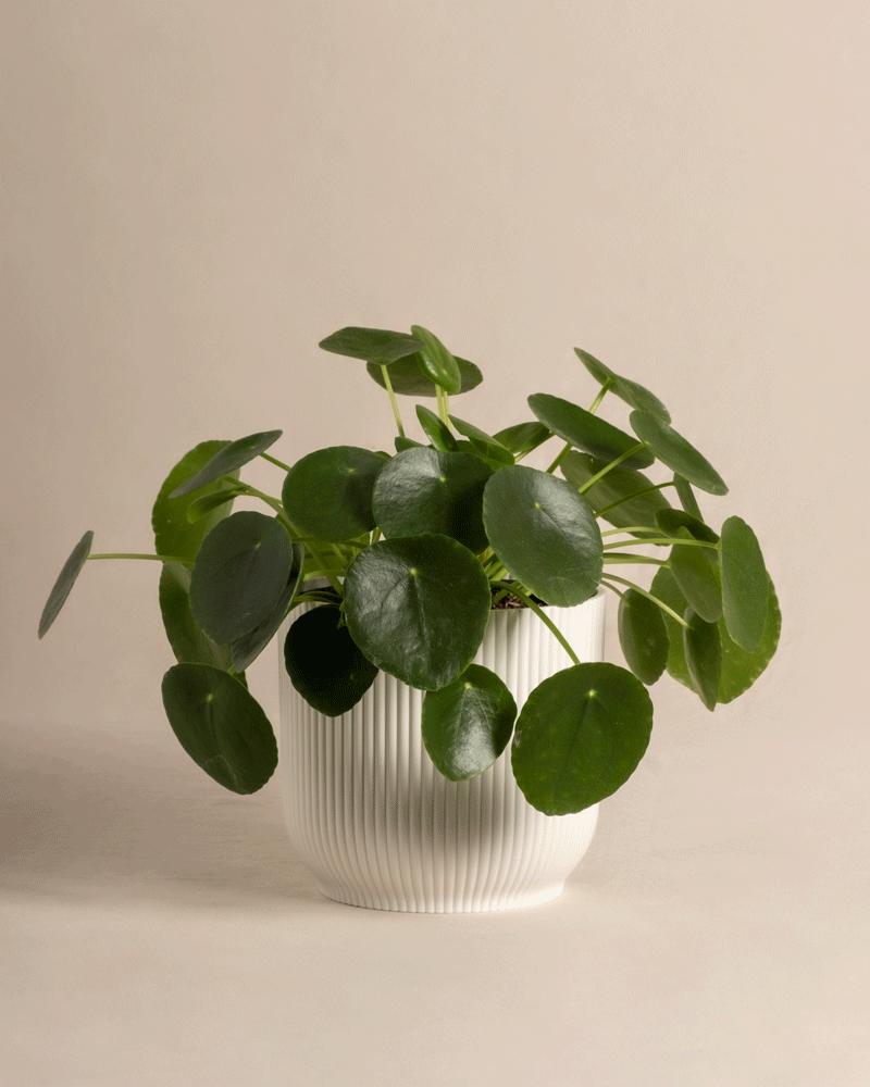 Eine üppige Ufopflanze (Pilea peperomioides), bekannt für ihre runden, flachen grünen Blätter, wird elegant in einem weißen strukturierten Topf vor einem weichen beigen Hintergrund präsentiert, wodurch ihr leuchtendes Laub hervorgehoben wird.