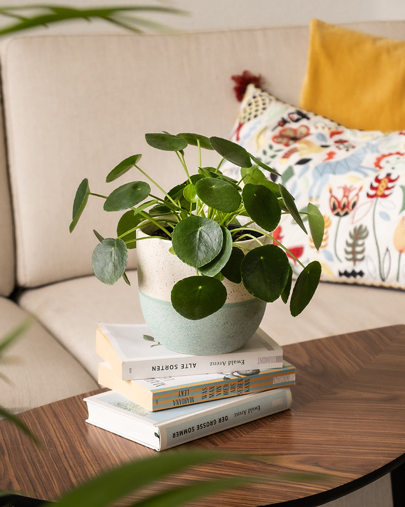 Eine Ufopflanze in einem zweifarbigen Topf steht auf einem Stapel Bücher auf dem Holztisch. Ein beiges Sofa mit geblümten und senfgelben Kissen im Hintergrund ergänzt die üppigen grünen Blätter, die die Szene einrahmen.