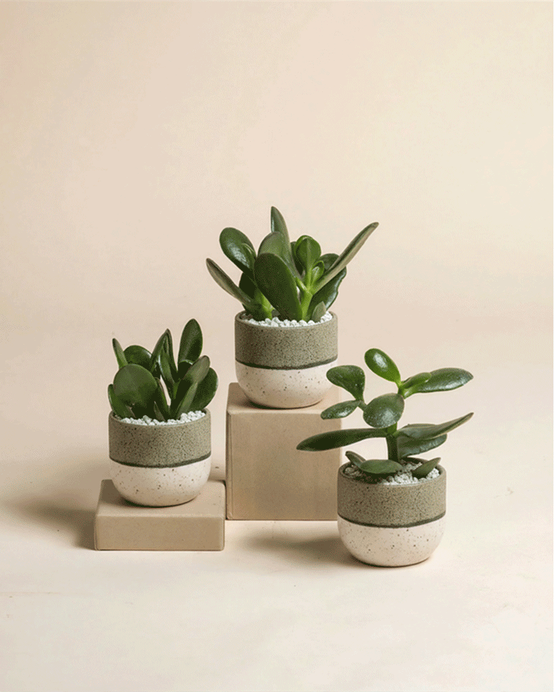 Der Baby Geldbaum (3er Set) - feey besteht aus drei kleinen Crassula ovata-Pflanzen in gesprenkelten grauen und weißen Keramiktöpfen, die jeweils auf beigen Blöcken vor einem hellen, neutralen Hintergrund stehen.