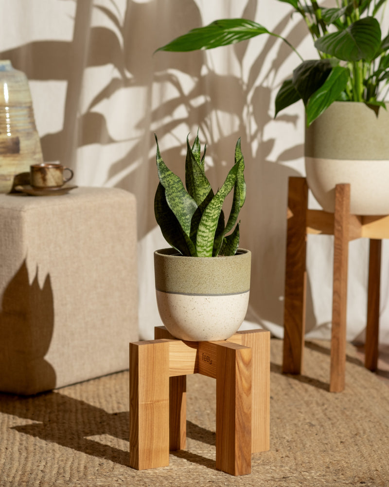 Eine Kleine Grüne Schwiegermutterzunge in einem weißen Topf steht elegant auf einem Holzständer auf einem gewebten Teppich. Im Hintergrund spiegelt eine andere Pflanze ihren Charme wider. In der Nähe hält ein beigefarbener Ottomane eine Tasse und eine Vase, während sanftes Licht Schatten der Blätter auf den weißen Vorhang wirft.