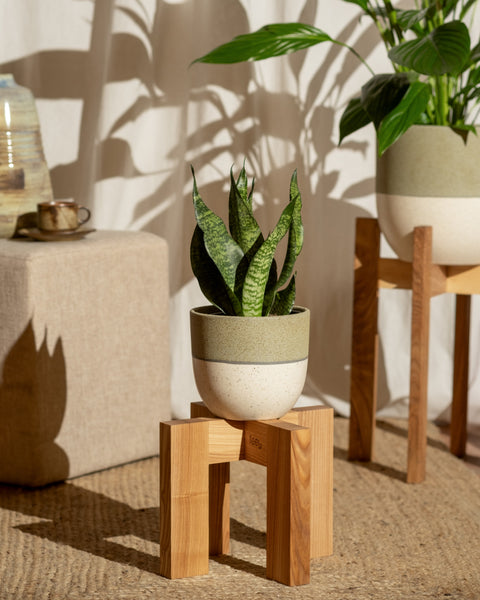 Eine Kleine Grüne Schwiegermutterzunge in einem weißen Topf steht elegant auf einem Holzständer auf einem gewebten Teppich. Im Hintergrund spiegelt eine andere Pflanze ihren Charme wider. In der Nähe hält ein beigefarbener Ottomane eine Tasse und eine Vase, während sanftes Licht Schatten der Blätter auf den weißen Vorhang wirft.