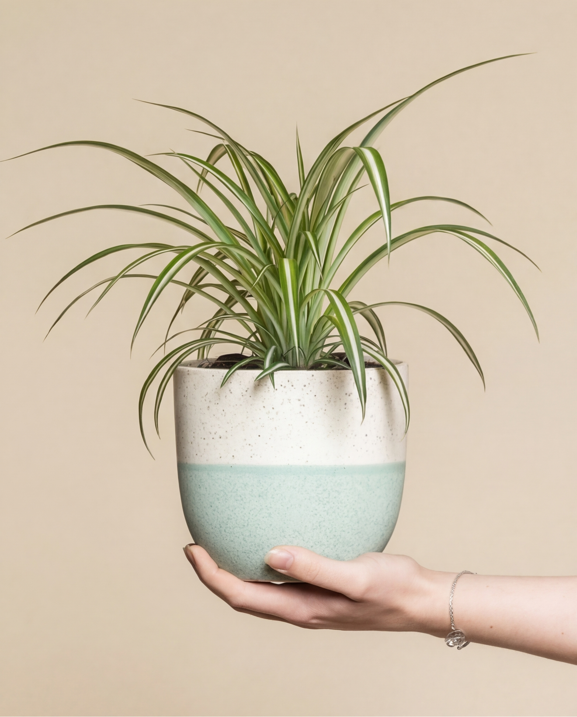 Eine Hand hält eine Grünlilie (Chlorophytum comosum) mit langen, schlanken grünen Blättern in einem weißen und hellgrünen Keramiktopf vor einem schlichten beigen Hintergrund.