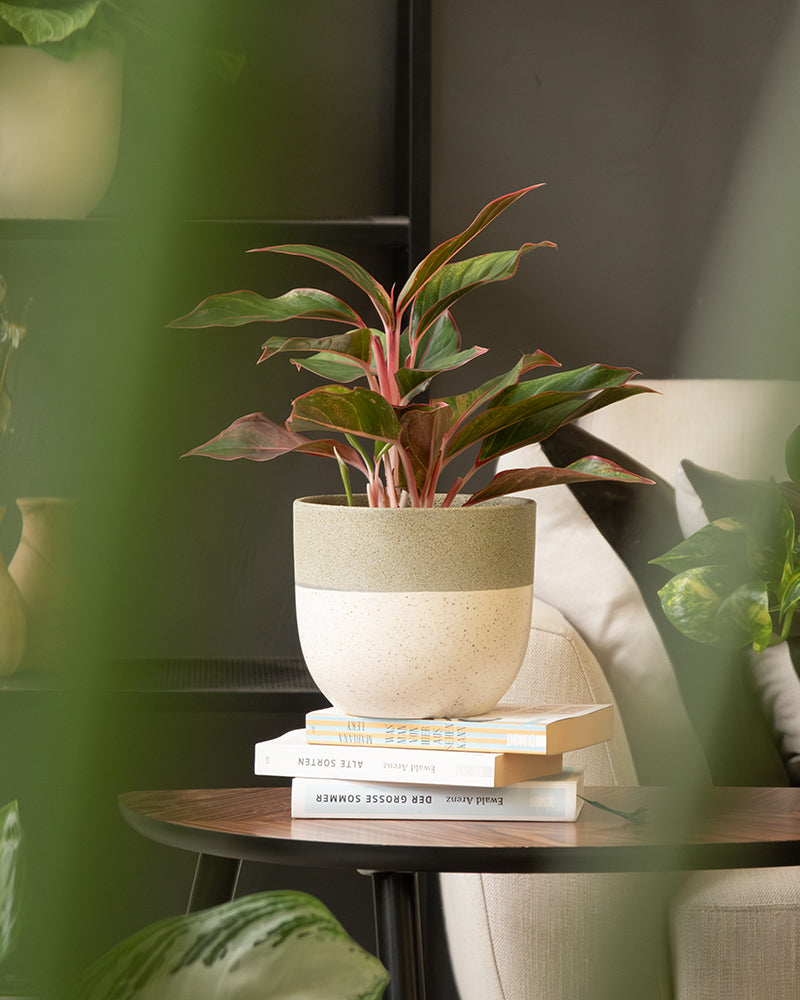 Agalaonema in einem grünen Variado Topf von feey im Wohnzimmer