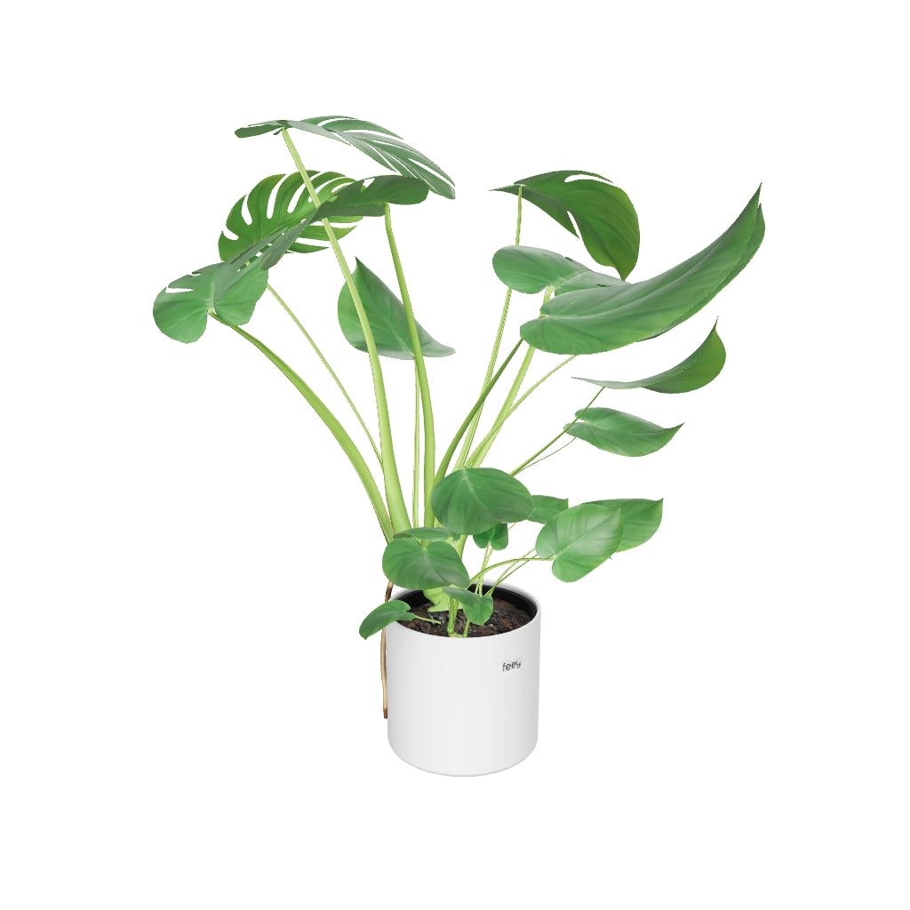 Bewegbares 3D Modell einer großen Monstera 