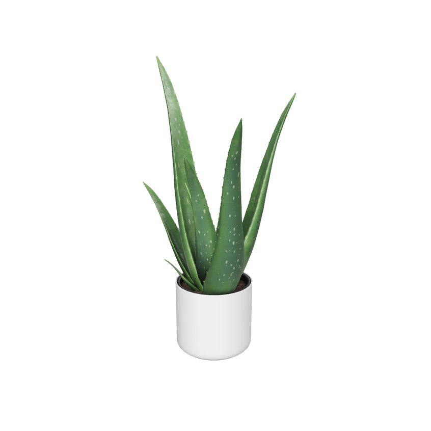 Echte Aloe