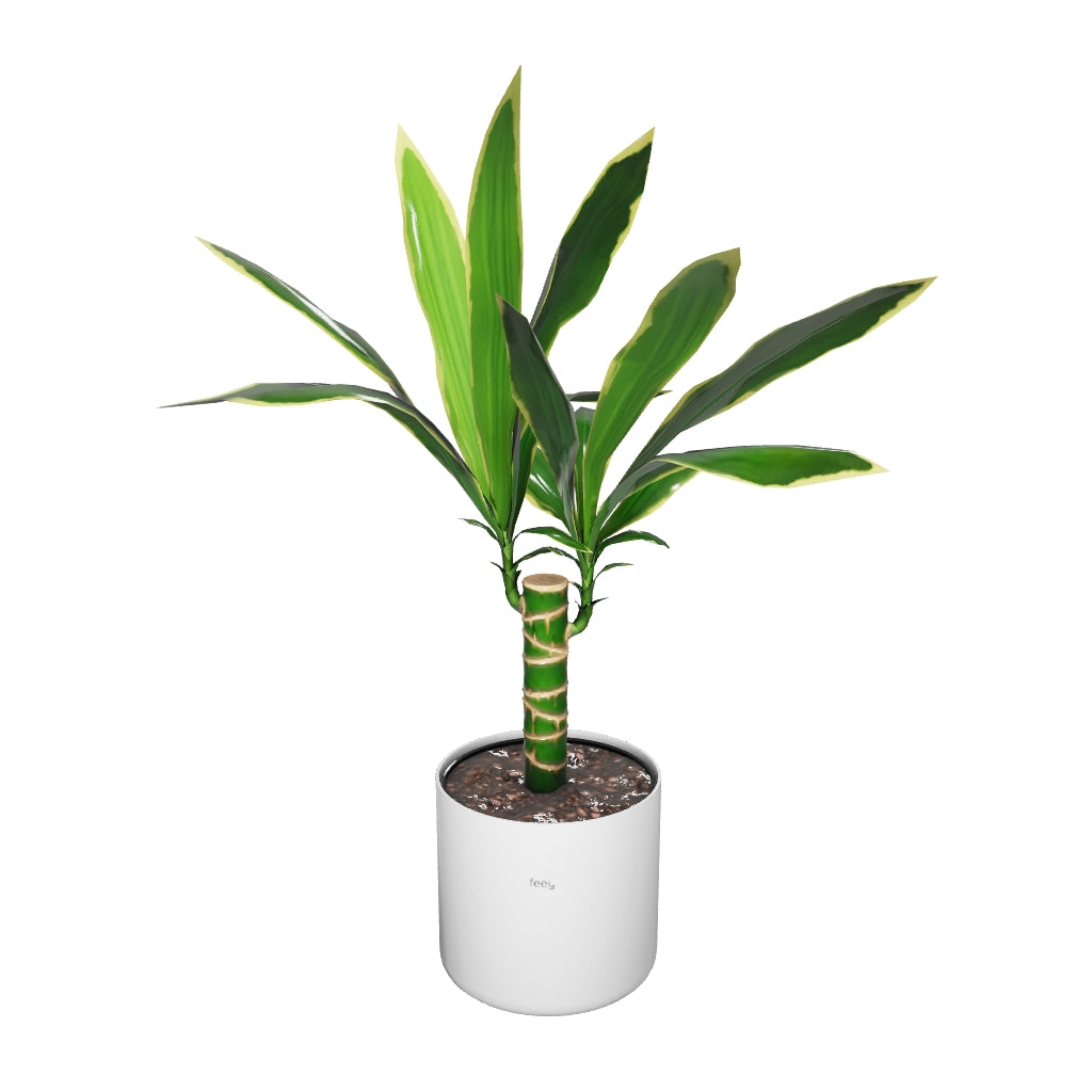 Drachenbaum